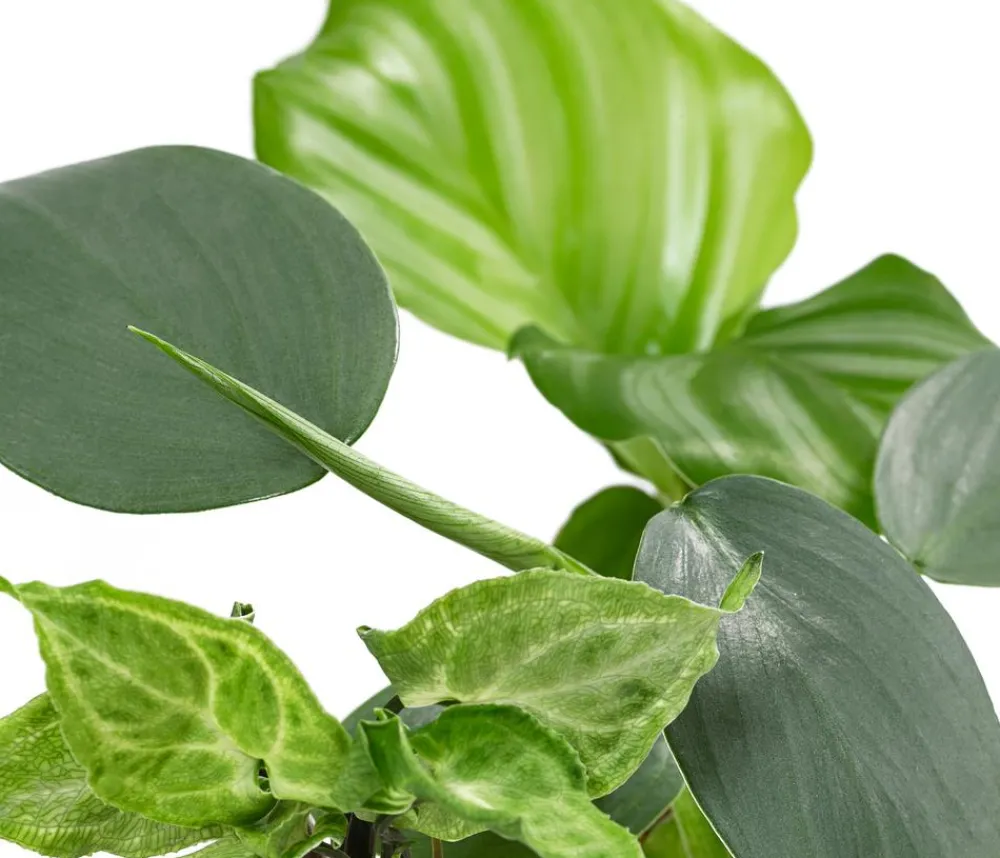 Zimmerpflanzen-Sets|Grünpflanzen - Jungpflanzen-Set Blattschmuck, 3-teilig Grün