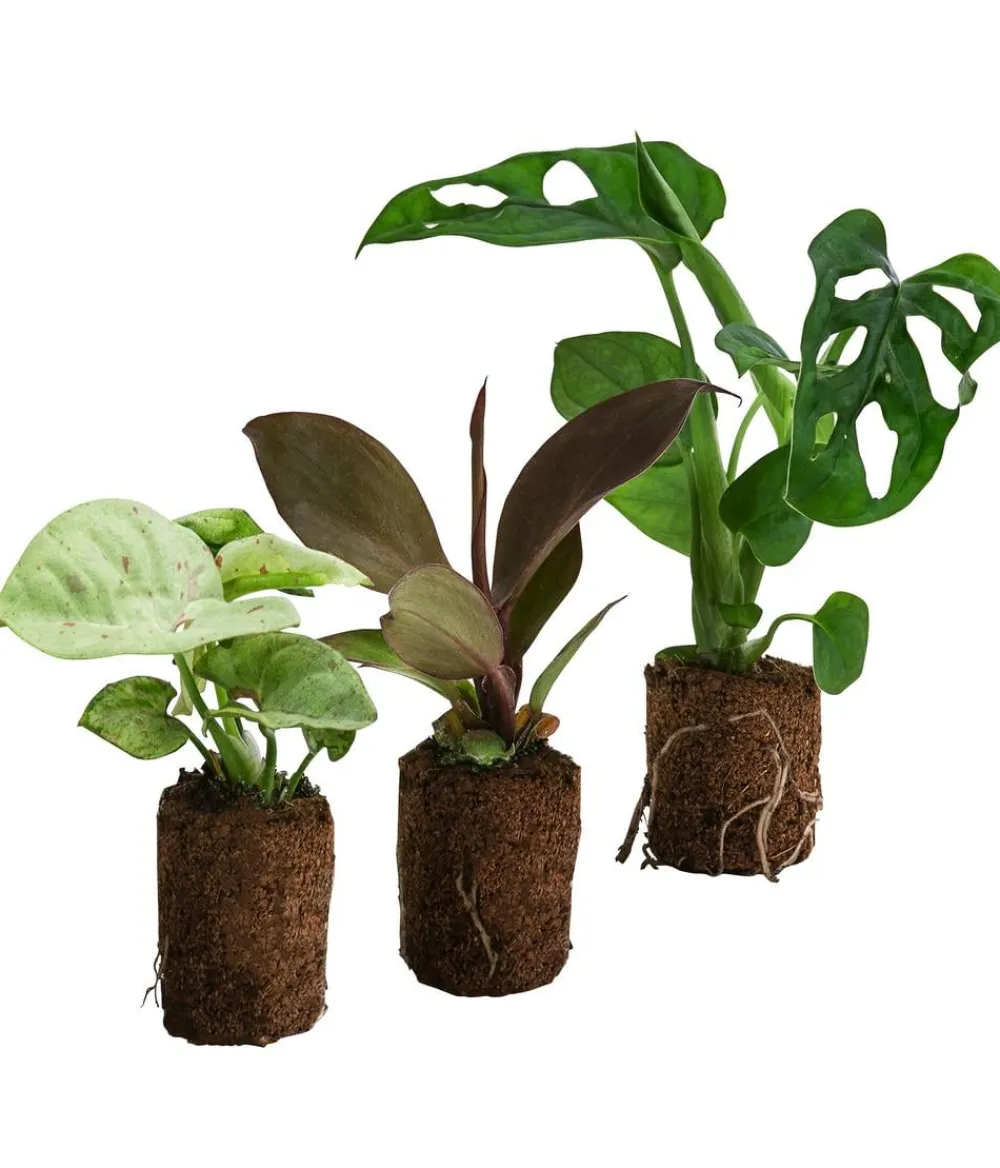 Zimmerpflanzen-Sets|Grünpflanzen > Jungpflanzen-Set Dschungel, 3-teilig
