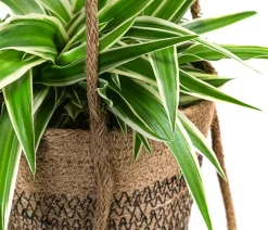 Dehner Juteampel-Duo mit Grünlilie - Chlorophytum comosum 'Ocean' Hellgrün Online