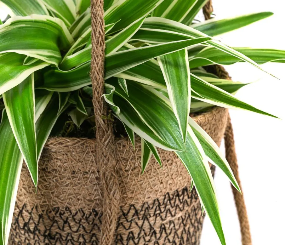 Dehner Juteampel-Duo mit Grünlilie - Chlorophytum comosum 'Ocean' Hellgrün Online