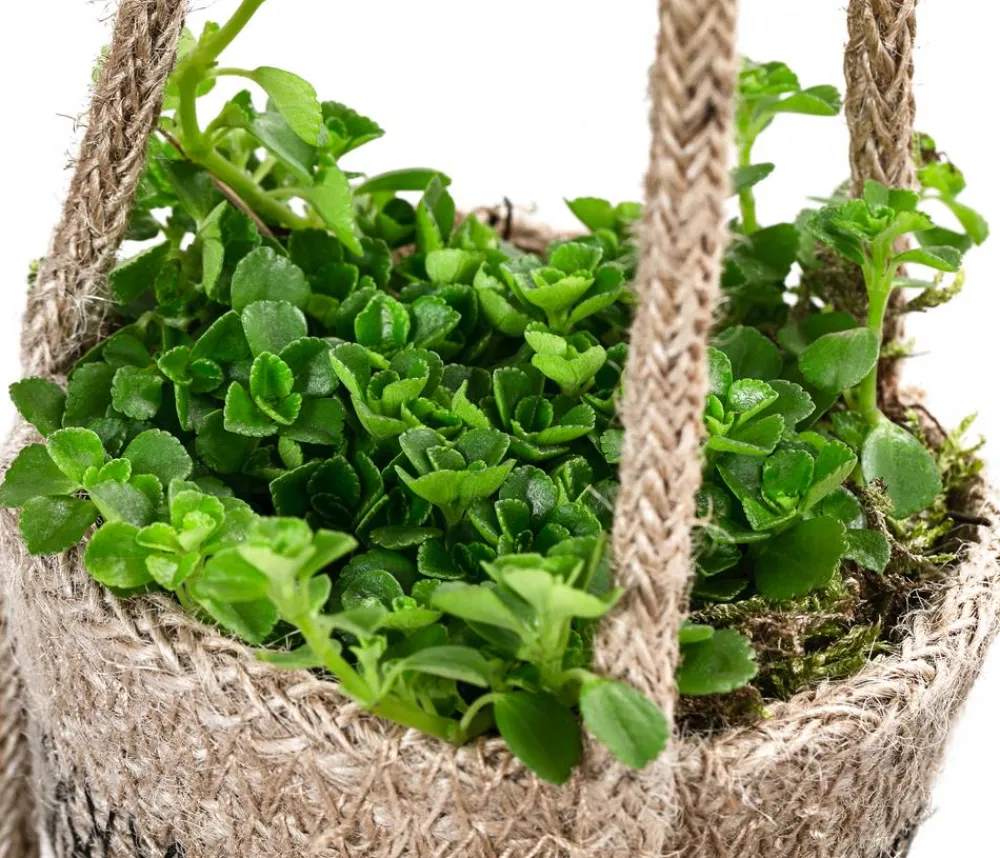 Dehner Juteampel-Duo mit Kanonierblume - Pilea depressa Outlet