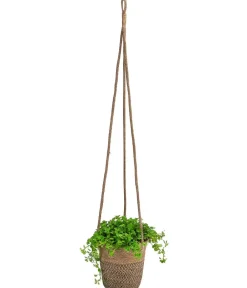 Dehner Hängepflanzen|Zimmerpflanzen Mit Übertopf > Juteampel-Solo mit Kanonierblume - Pilea depressa