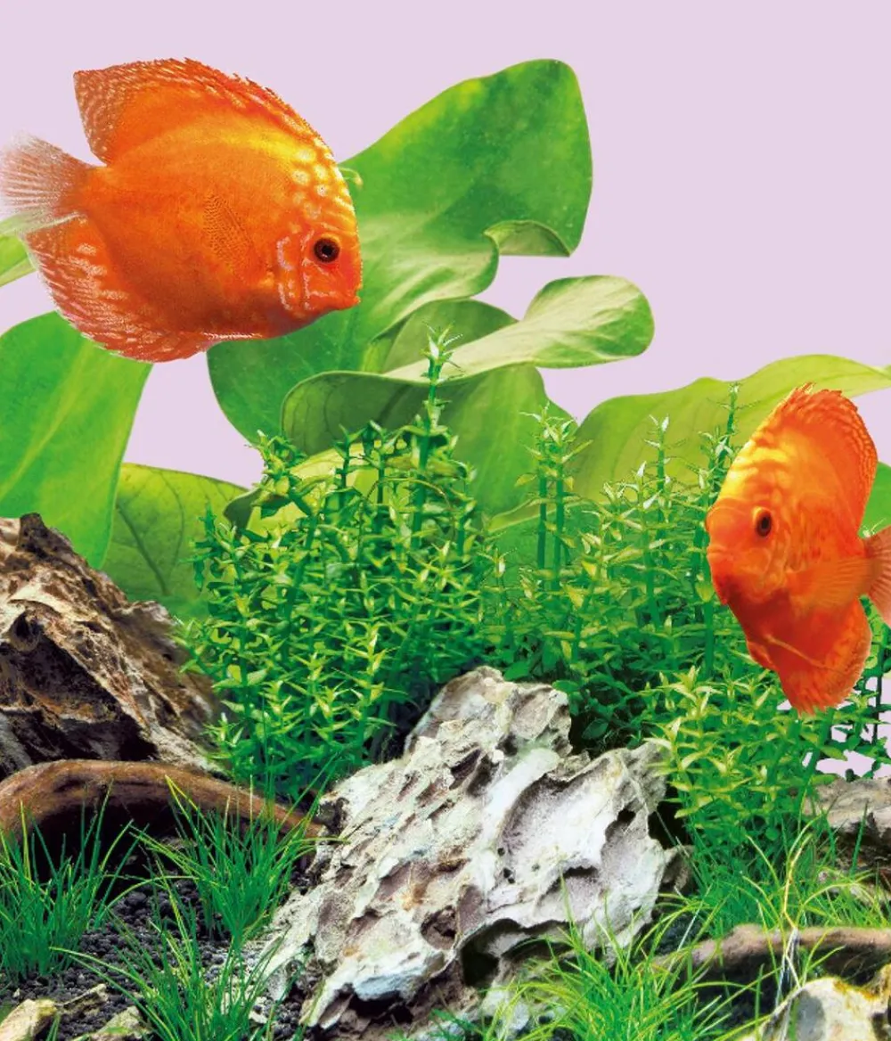 JUWEL® AQUARIUM Beleuchtung - Aquariumbeleuchtung LED Colour