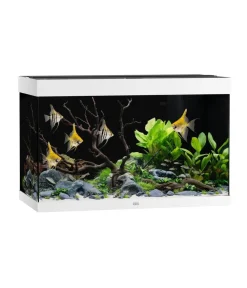 JUWEL® AQUARIUM Einzel Aquarien > Rio 290 LED, 290 l