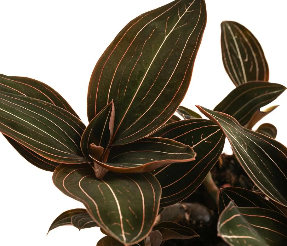 Dehner Orchideen - Juwelorchidee - Ludisia discolor