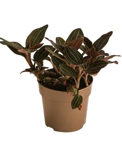 Dehner Orchideen - Juwelorchidee - Ludisia discolor