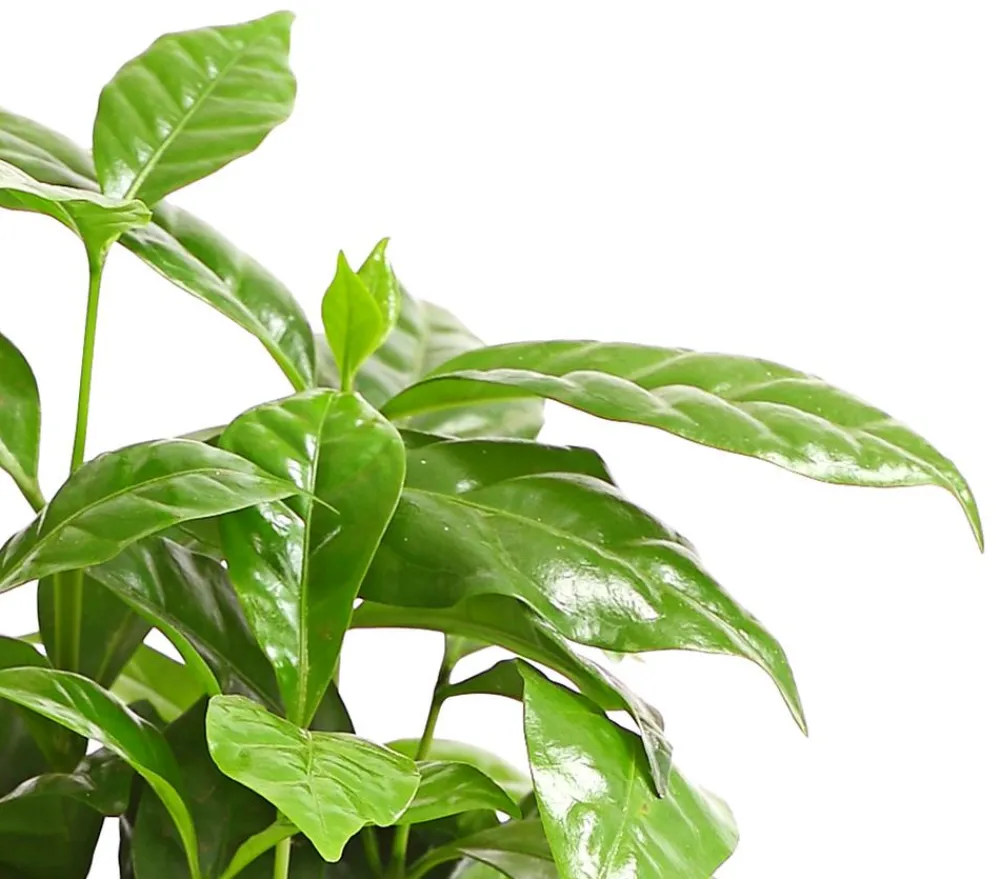 Dehner Grünpflanzen > Kaffeepflanze - Coffea arabica