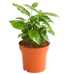 Dehner Grünpflanzen > Kaffeepflanze - Coffea arabica