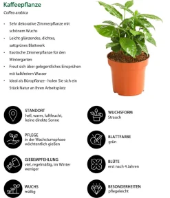 Dehner Grünpflanzen > Kaffeepflanze - Coffea arabica