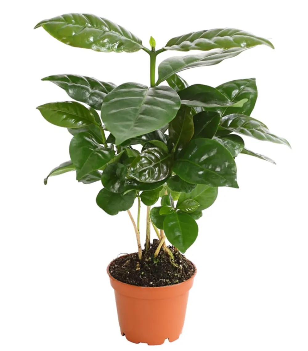Dehner Kaffeepflanze - Coffea arabica Grün Sale