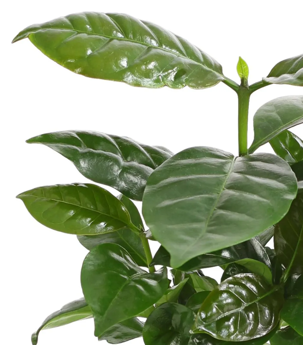 Dehner Kaffeepflanze - Coffea arabica Grün Sale