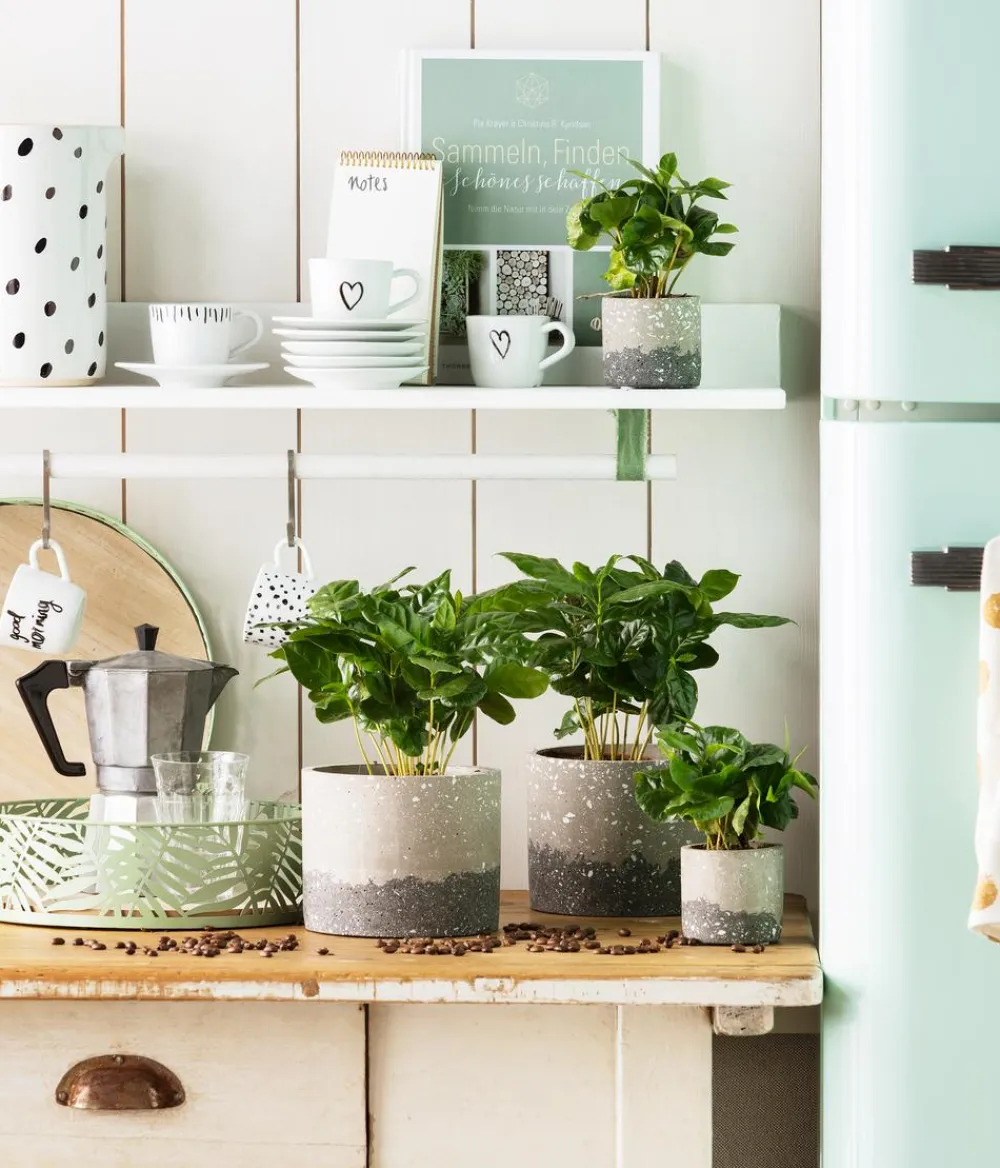 Dehner Kaffeepflanze - Coffea arabica Grün Sale