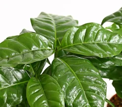 Dehner Zimmerpflanzen-Sets|Grünpflanzen > Kaffeepflanze - Coffea arabica, 3er-Set