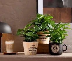 Dehner Zimmerpflanzen-Sets|Grünpflanzen > Kaffeepflanze - Coffea arabica, 3er-Set