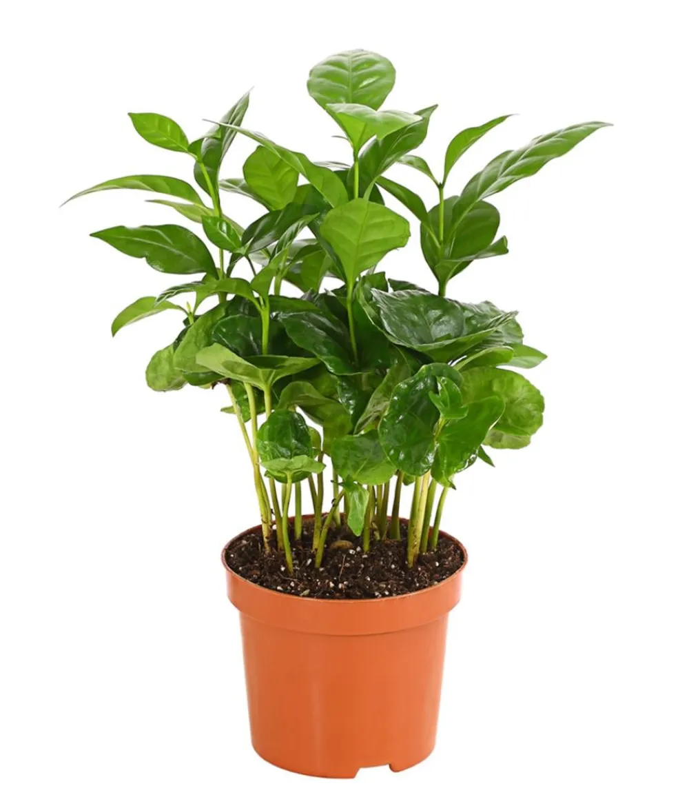 Dehner Grünpflanzen - Kaffeepflanze - Coffea arabica Grün