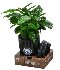 Dehner Zimmerpflanzen Mit Übertopf|Grünpflanzen > Kaffeepflanze - Coffea arabica, im To-Go Becher