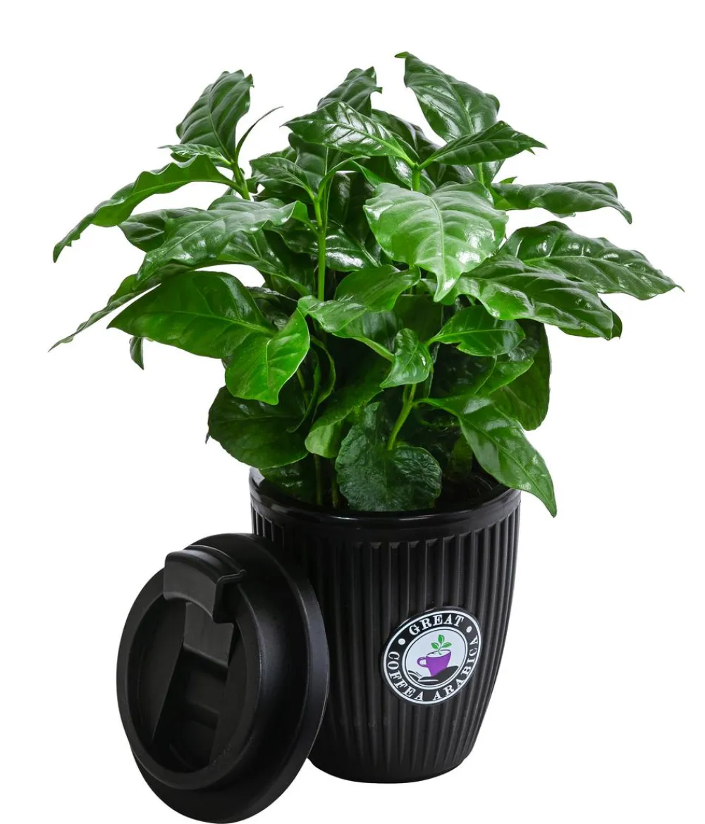 Dehner Zimmerpflanzen Mit Übertopf|Grünpflanzen > Kaffeepflanze - Coffea arabica, im To-Go Becher