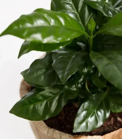Dehner Zimmerpflanzen Mit Übertopf|Grünpflanzen - Kaffeepflanze - Coffea arabica, in Holztopf Dunkelgrün