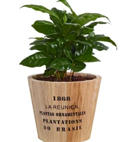 Dehner Zimmerpflanzen Mit Übertopf|Grünpflanzen - Kaffeepflanze - Coffea arabica, in Holztopf Dunkelgrün