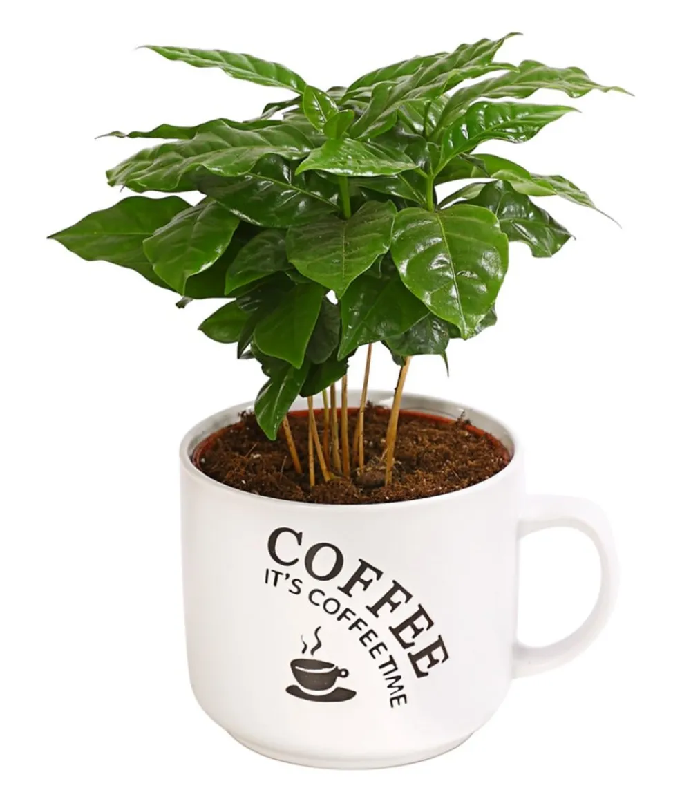 Dehner Zimmerpflanzen Mit Übertopf|Grünpflanzen - Kaffeepflanze - Coffea arabica, verschiedene Sorten, in Keramik