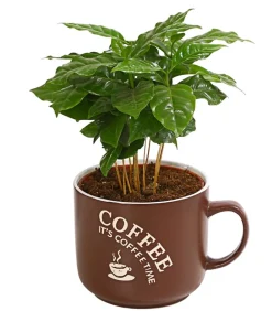 Dehner Zimmerpflanzen Mit Übertopf|Grünpflanzen - Kaffeepflanze - Coffea arabica, verschiedene Sorten, in Keramik