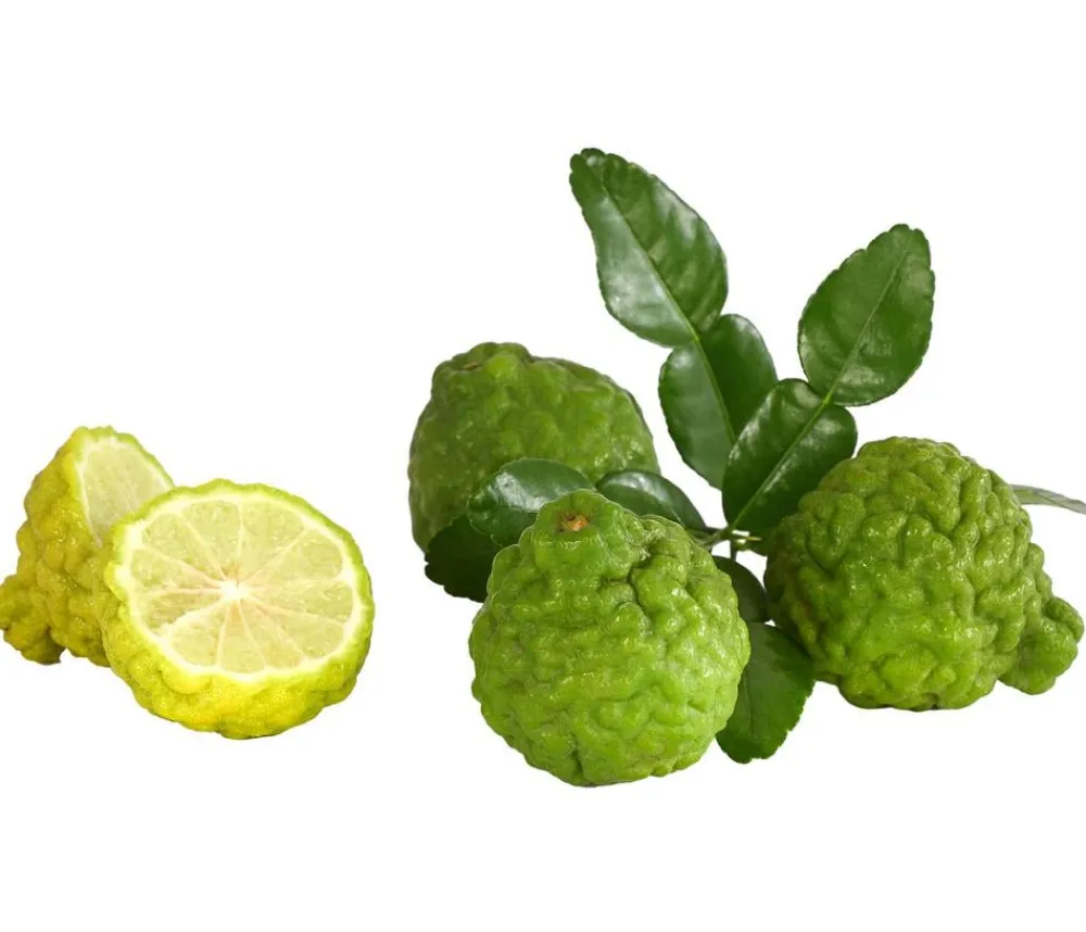 Kaffir-Limette Sale