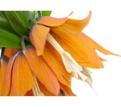 Dehner Kaiserkrone Orange Outlet