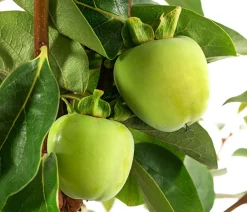 Dehner Nüsse & Besondere Obstbäume|Obstbäume > Kaki 'Ragno'