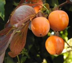 Dehner Kaki 'Rojo Brillante' Orange New