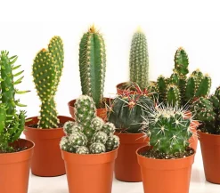 Dehner Kakteen - Kakteen-Set - Cactaceae, verschiedene Sorten