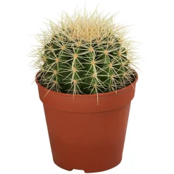 Dehner Kakteen - Kakteen-Set - Cactaceae, verschiedene Sorten, 3-teilig Grün