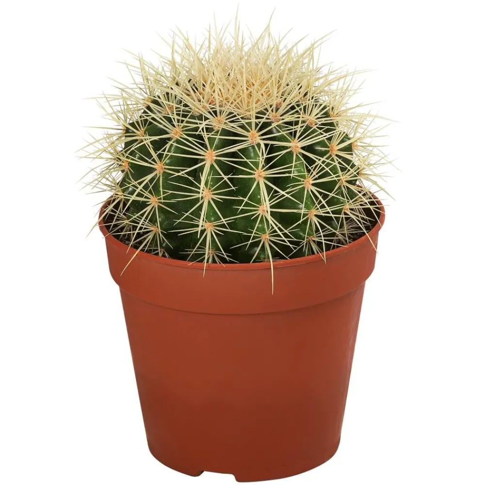 Dehner Kakteen - Kakteen-Set - Cactaceae, verschiedene Sorten, 3-teilig Grün