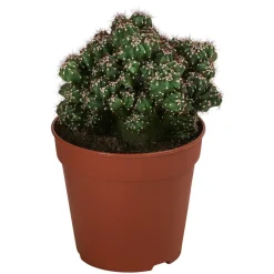 Dehner Kakteen - Kakteen-Set - Cactaceae, verschiedene Sorten, 3-teilig Grün