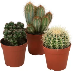 Dehner Kakteen - Kakteen-Set - Cactaceae, verschiedene Sorten, 3-teilig Grün
