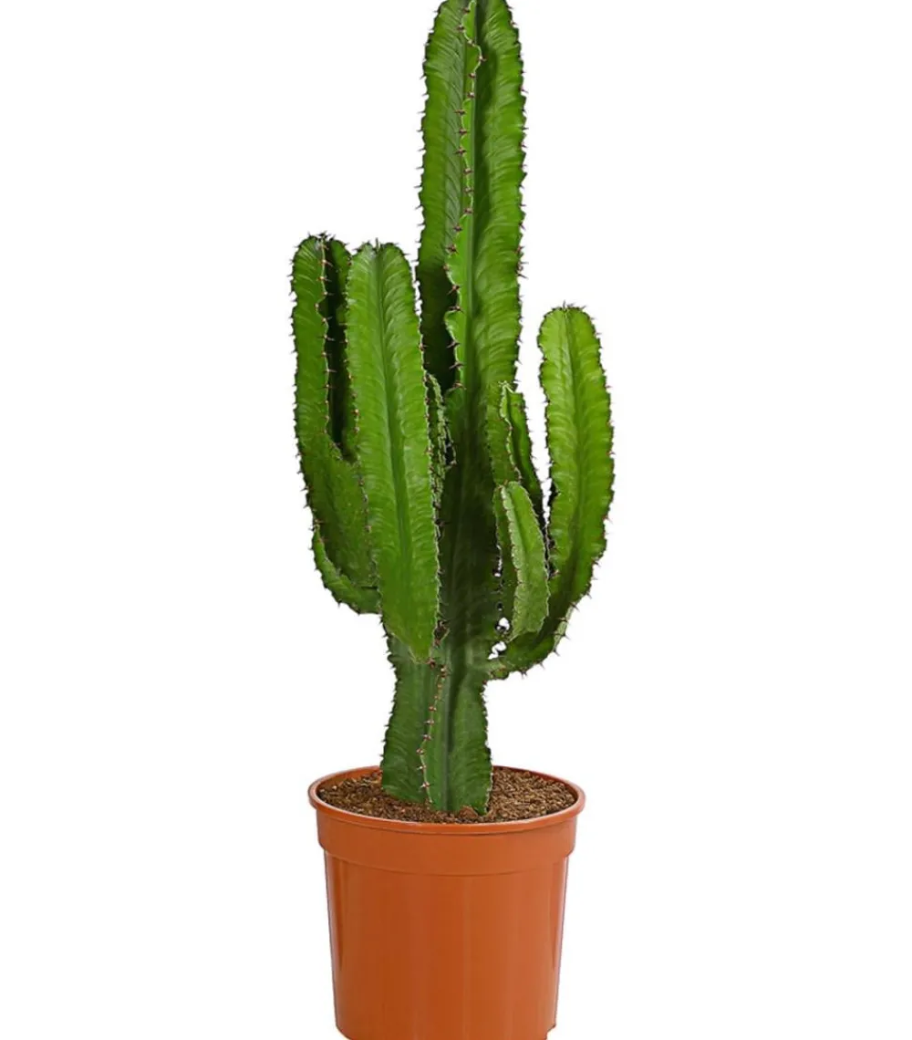 Dehner Kaktus-Wolfsmilch - Euphorbia ingens