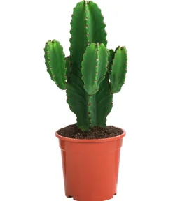 Dehner Kakteen - Kaktus-Wolfsmilch - Euphorbia ingens
