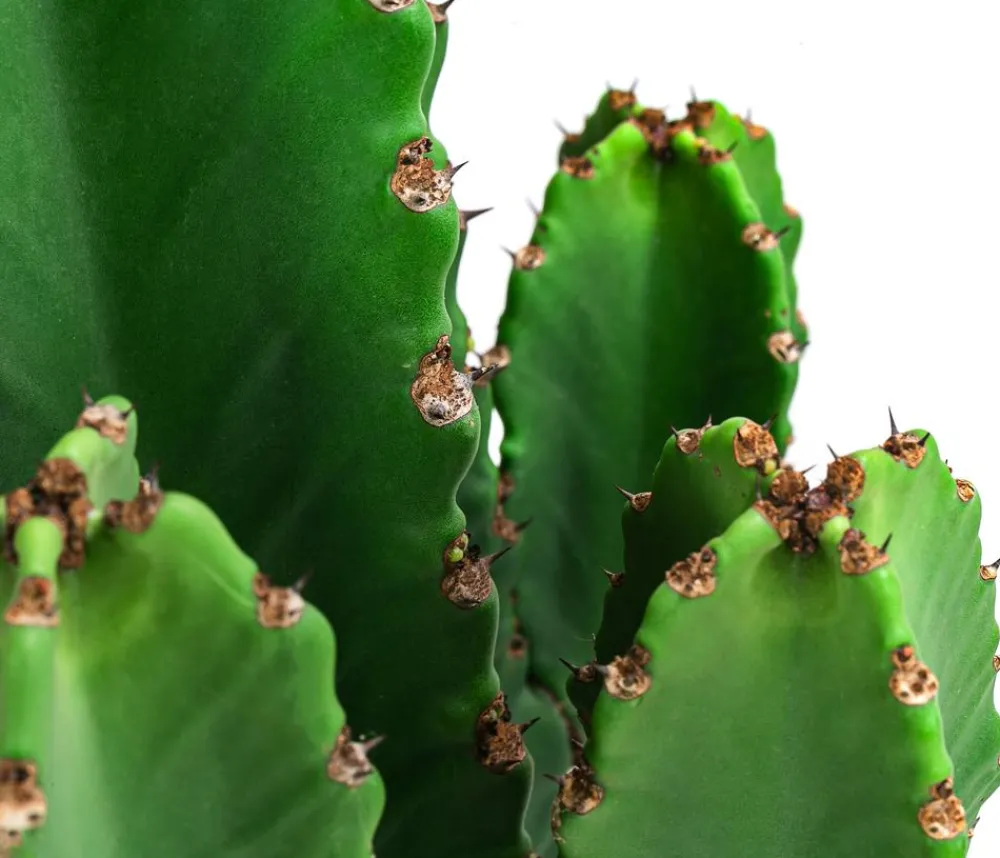 Dehner Kakteen - Kaktus-Wolfsmilch - Euphorbia ingens