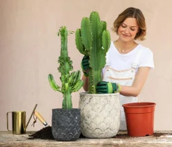 Dehner Kakteen - Kaktus-Wolfsmilch - Euphorbia ingens