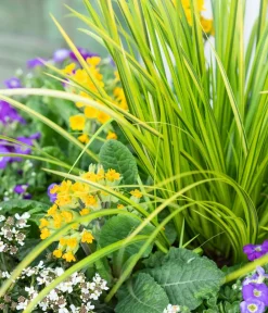 Dehner Gartenteich·Teichzubehör & Teichpflege|Gräser - Kalmus