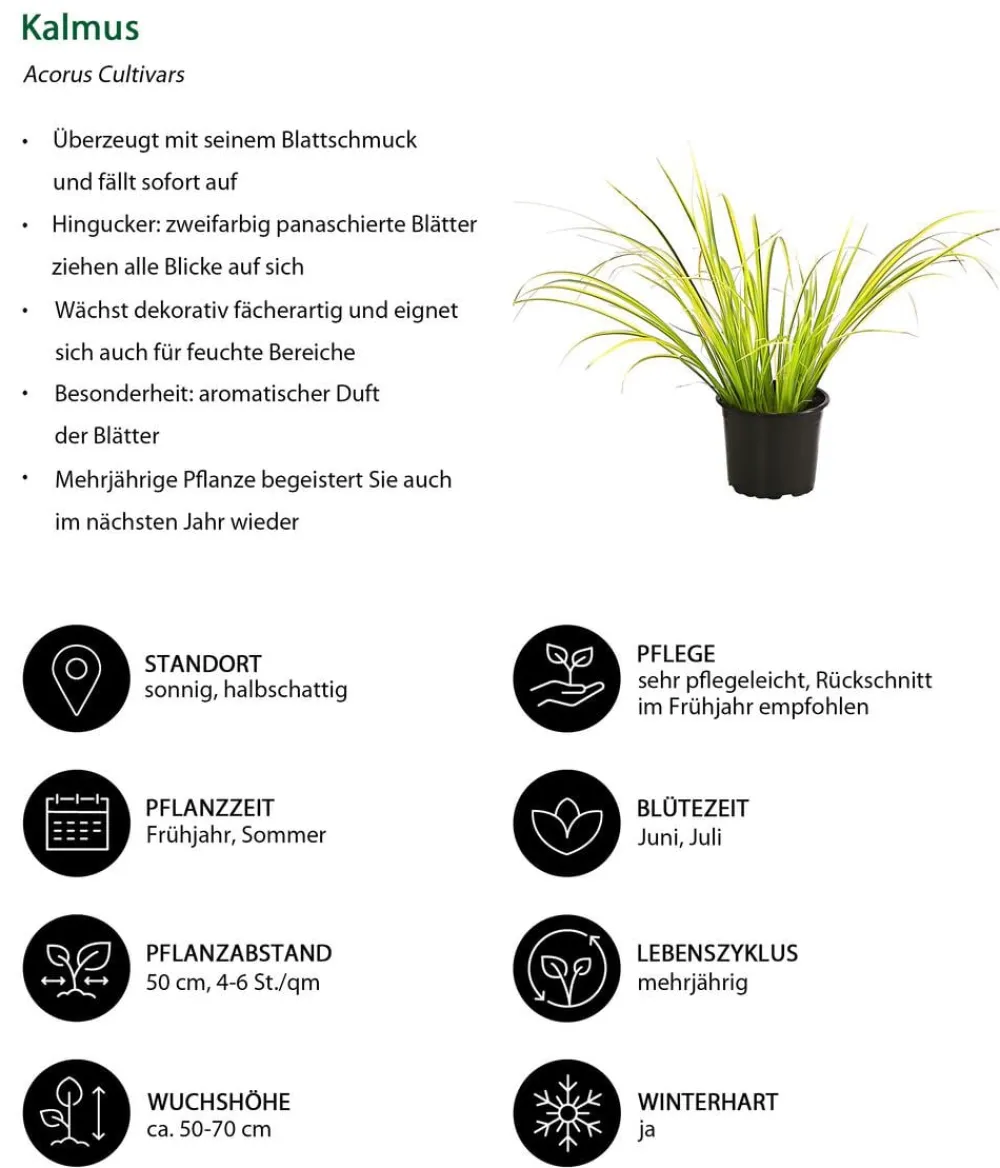 Dehner Gartenteich·Teichzubehör & Teichpflege|Gräser - Kalmus