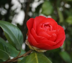 Dehner Kamelie, 1l Rot Hot