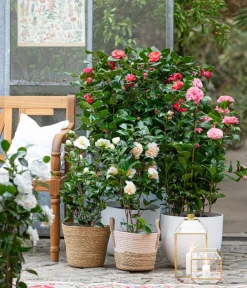 Dehner Kamelie, 3l Rot Best