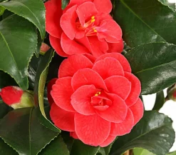 Dehner Kamelie, 3l Rot Best