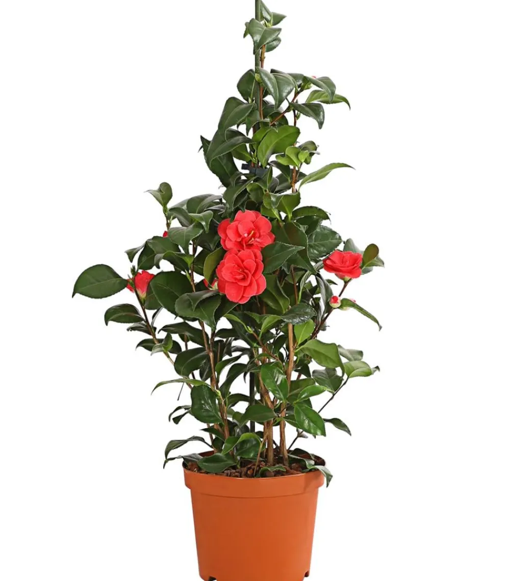 Dehner Kamelie, 3l Rot Best
