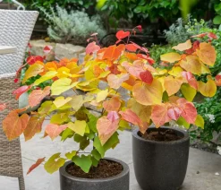 Dehner Blühende Sträucher > Kanadischer Judasbaum 'Eternal Flame®'