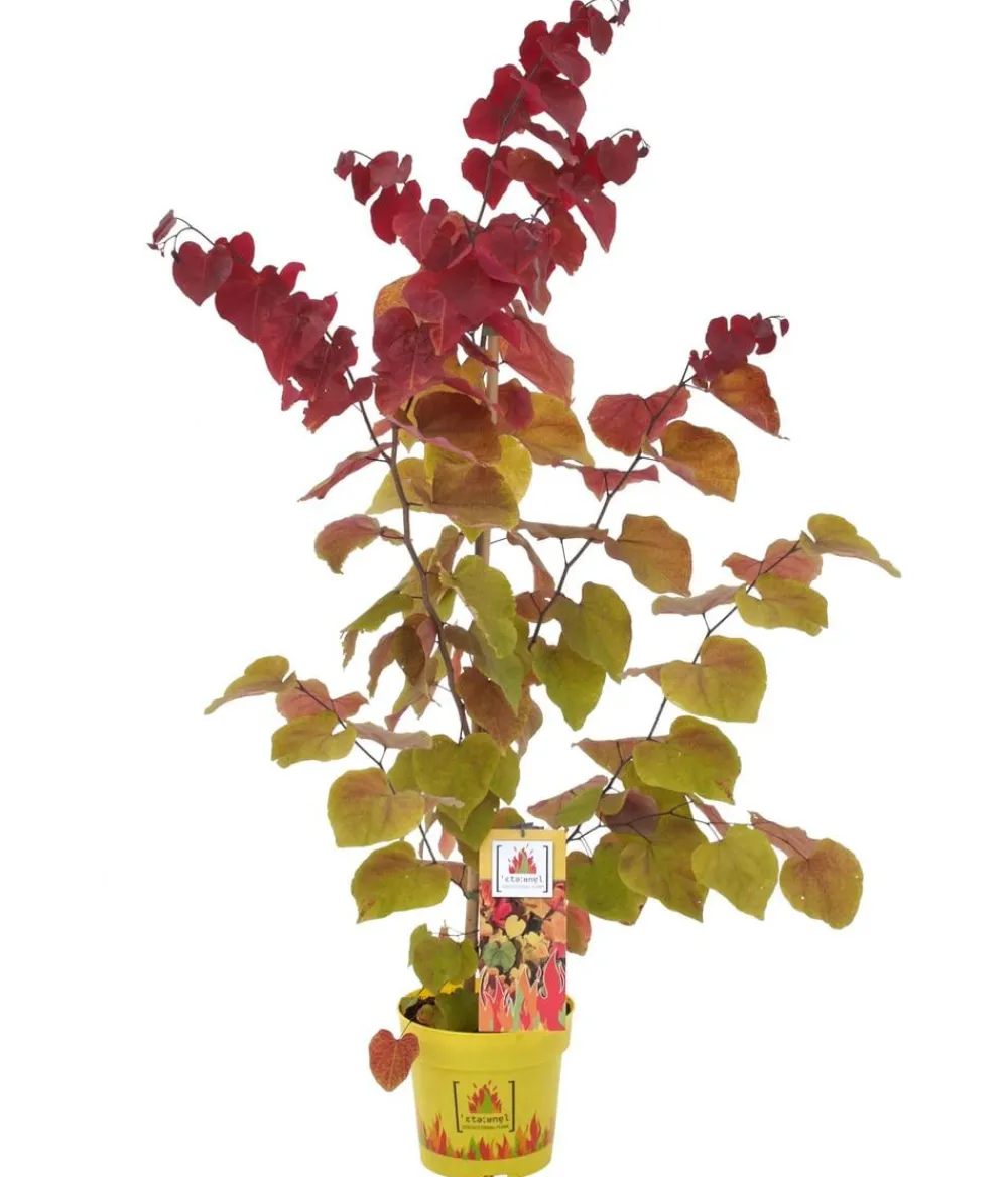 Dehner Blühende Sträucher > Kanadischer Judasbaum 'Eternal Flame®'