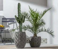 Dehner Palmen|Terrassenpflanzen > Kanarische Dattelpalme