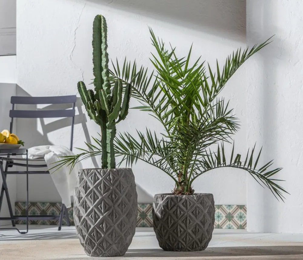 Dehner Palmen|Terrassenpflanzen > Kanarische Dattelpalme