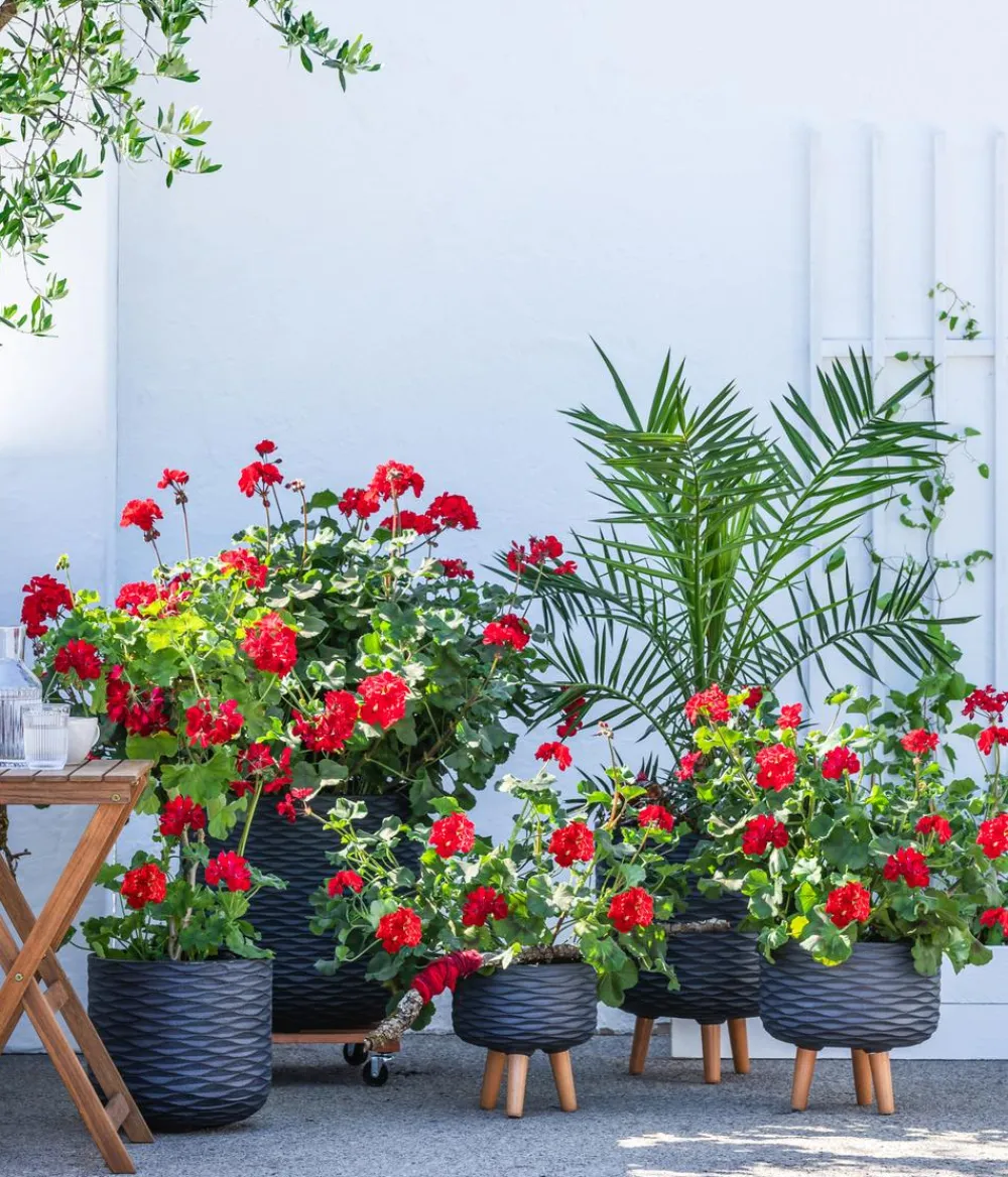 Dehner Palmen|Terrassenpflanzen > Kanarische Dattelpalme