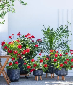 Dehner Palmen|Terrassenpflanzen - Kanarische Dattelpalme Grün
